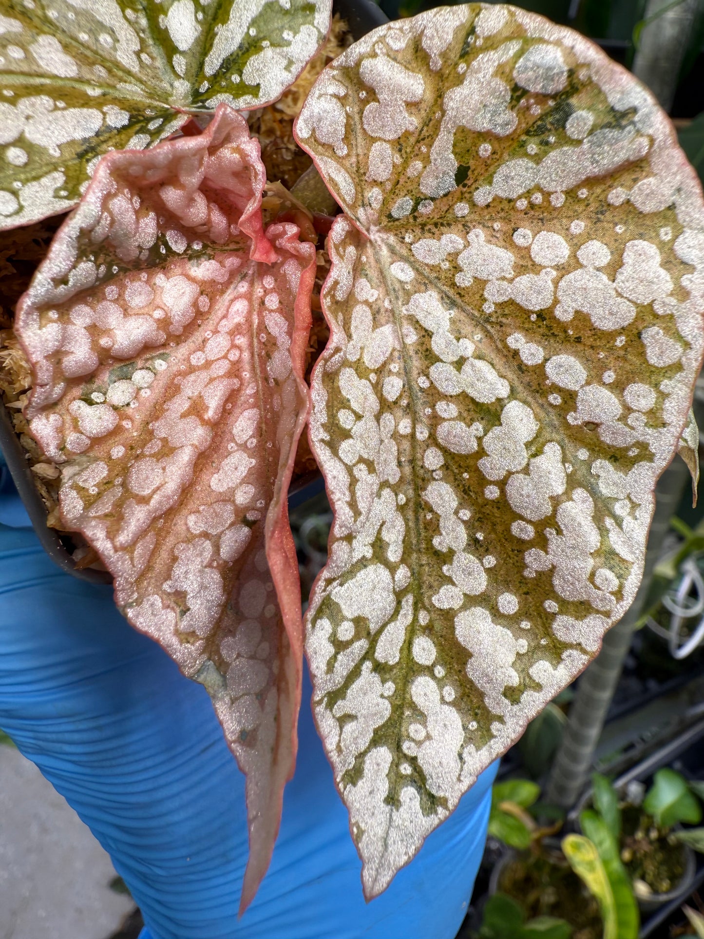 Begonia Variegated Snow Capped