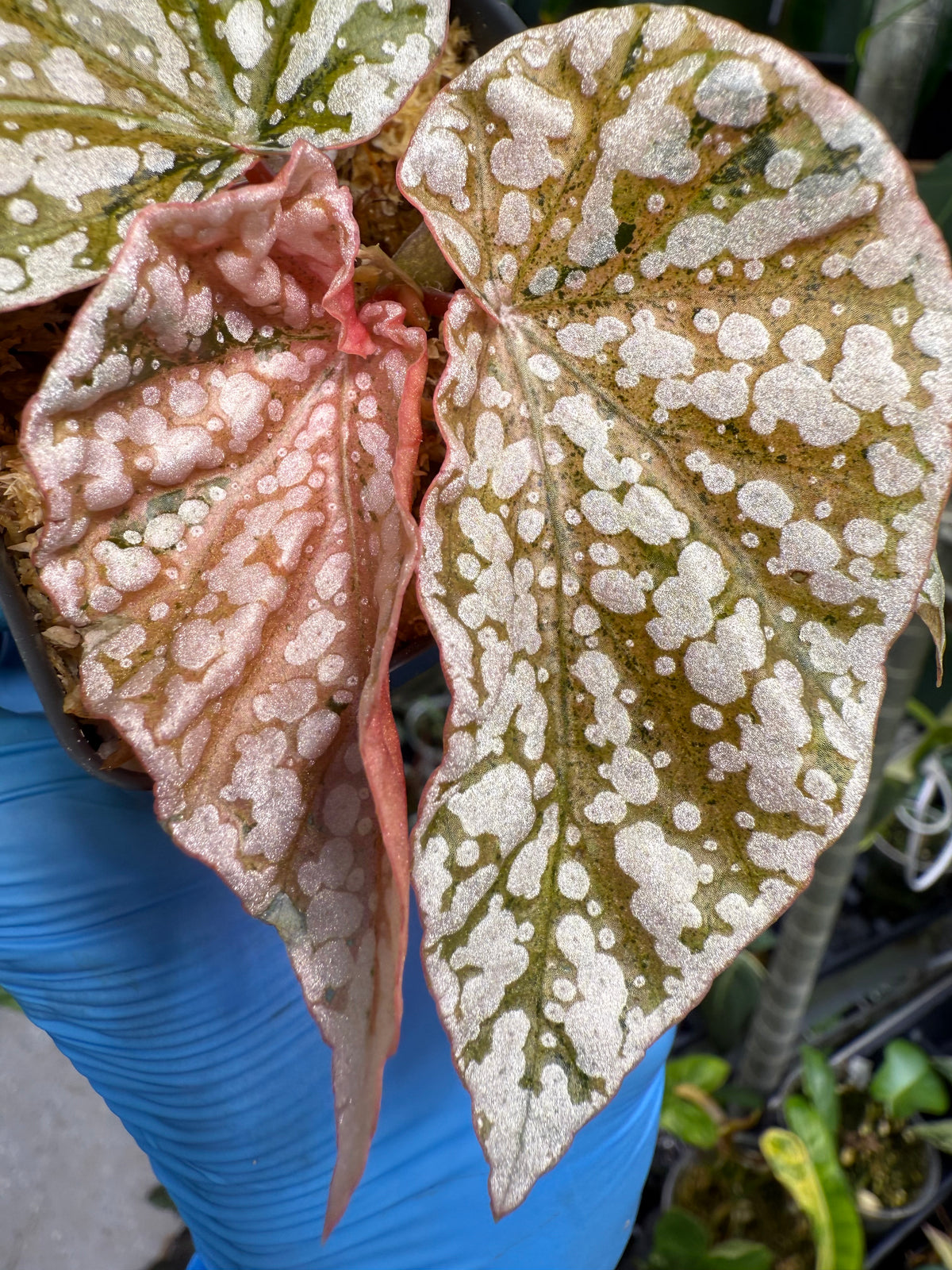Begonia Variegated Snow Capped