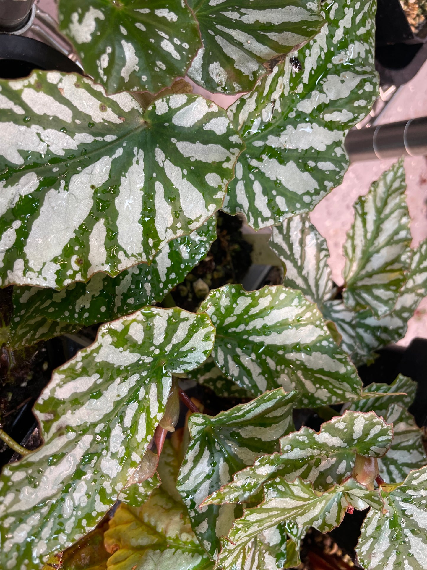 Begonia Ice Capades