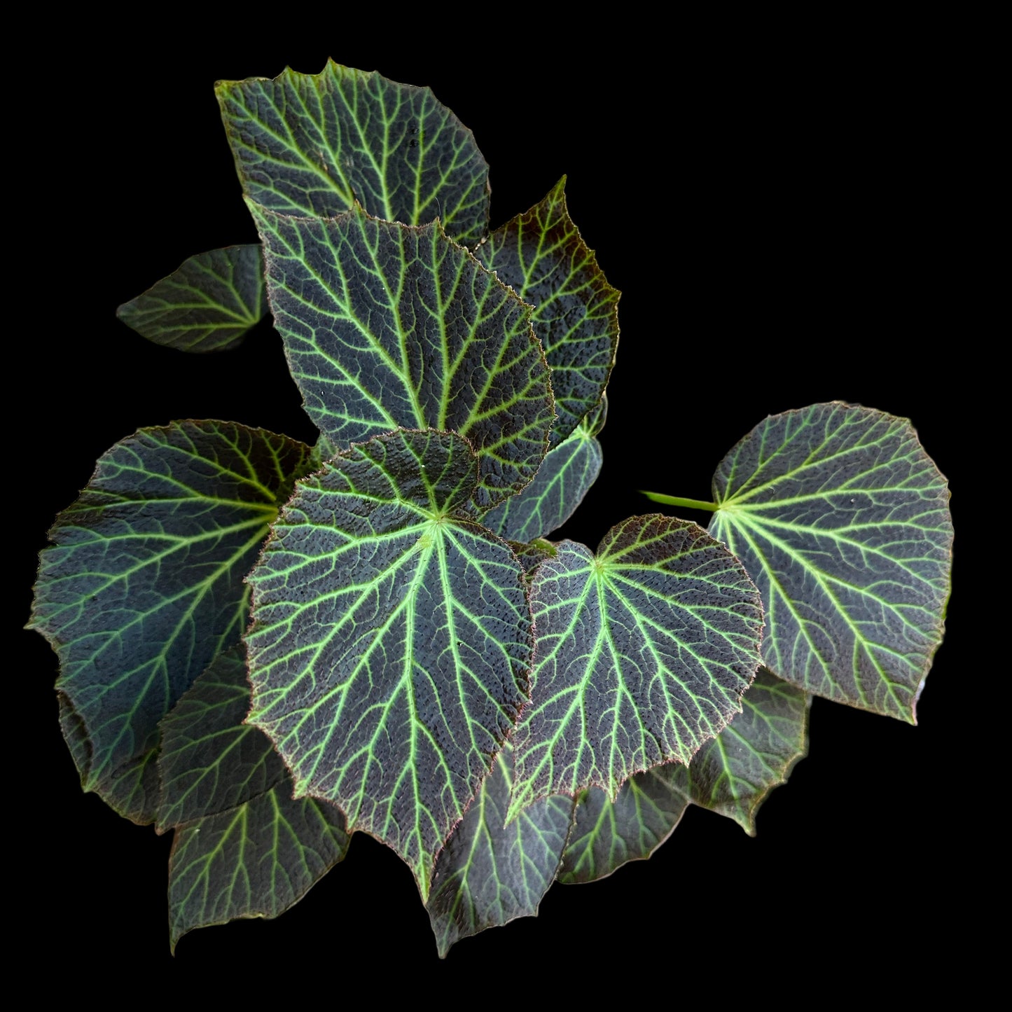 Begonia Chloroneura