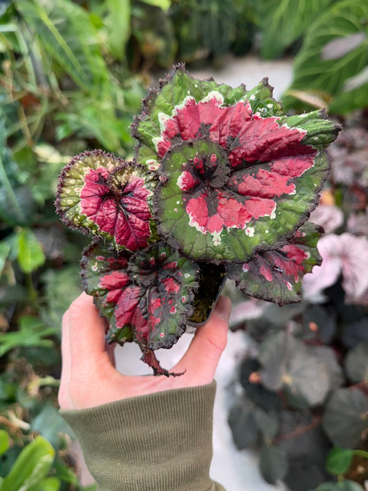 Begonia Macarena