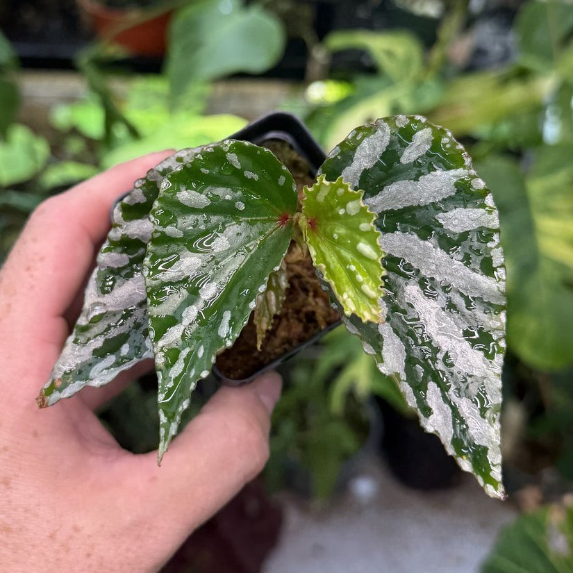 Begonia sp. Julau (Type 1)