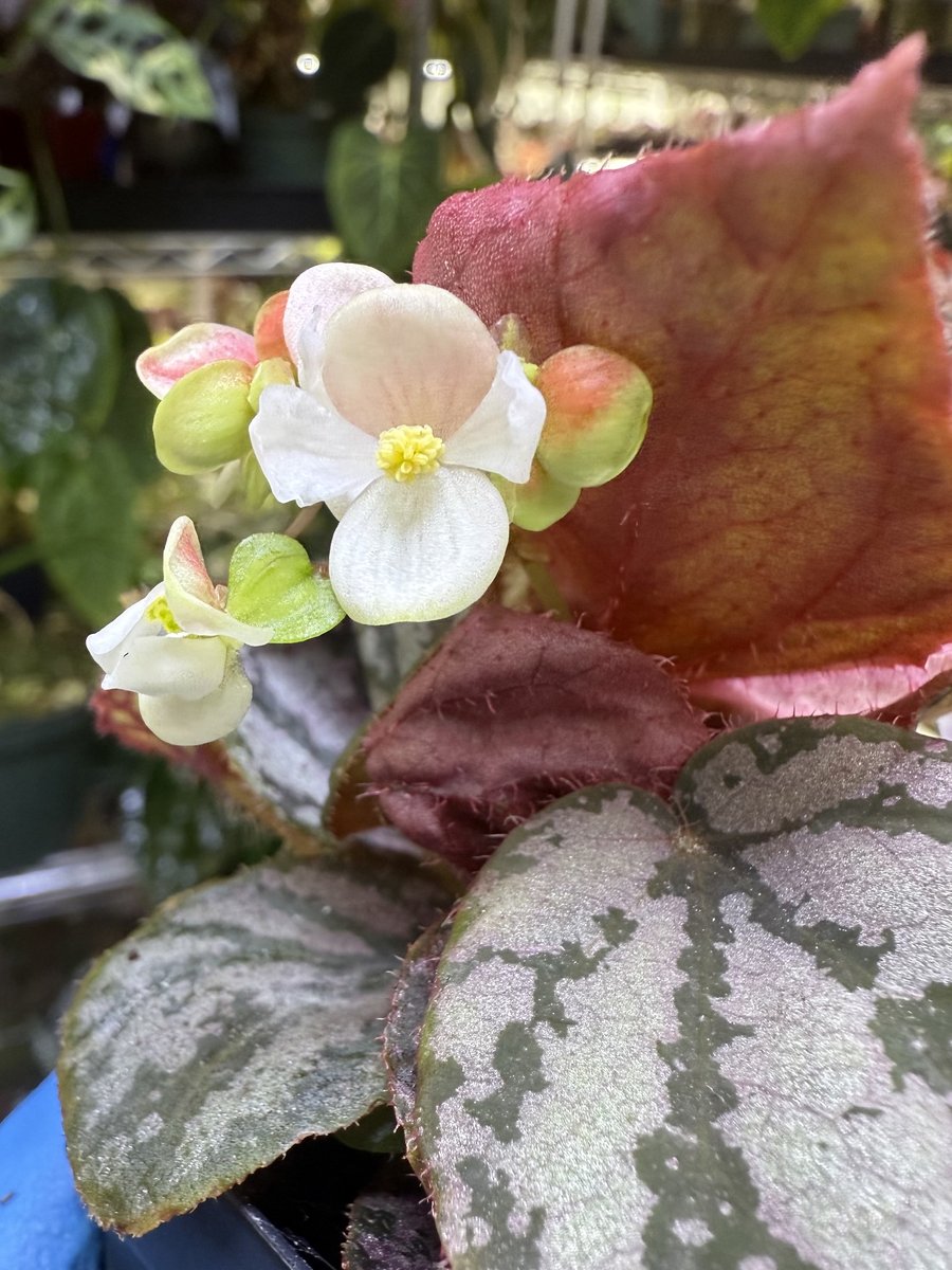 Begonia luzonensis