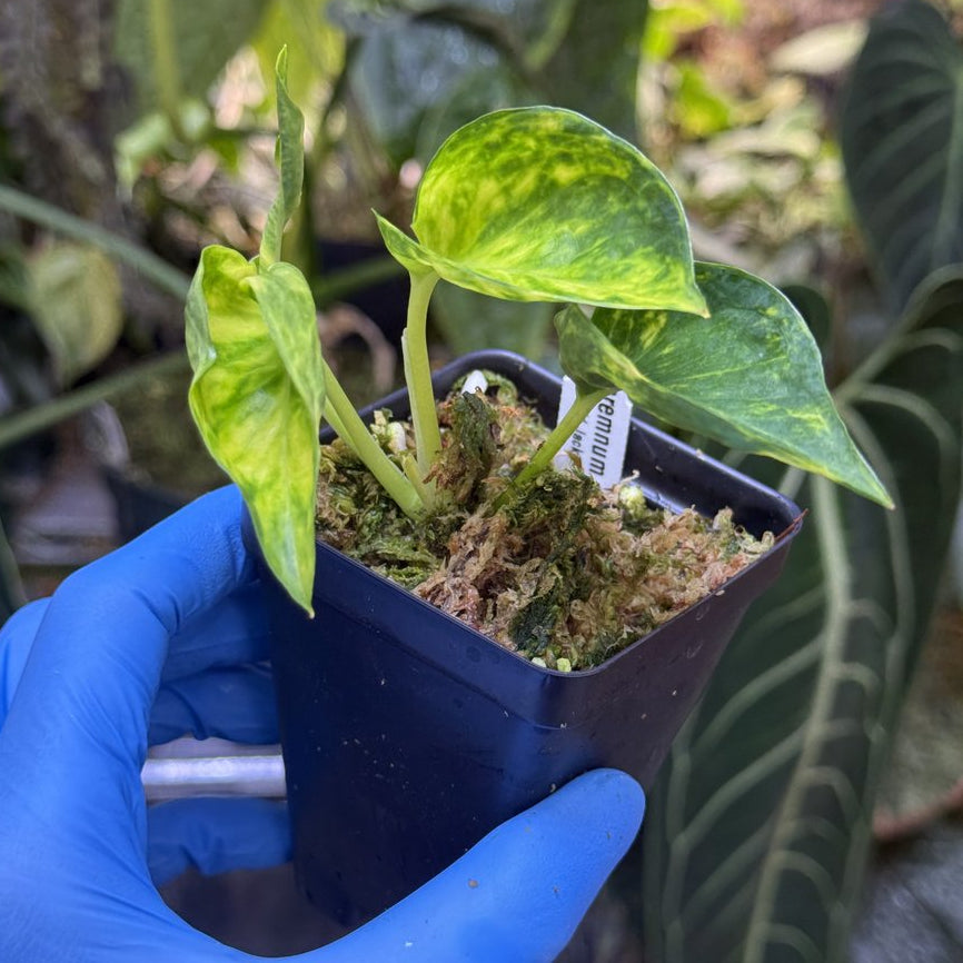 Epipremnum aureum Teruno 'Gold Jack' #29