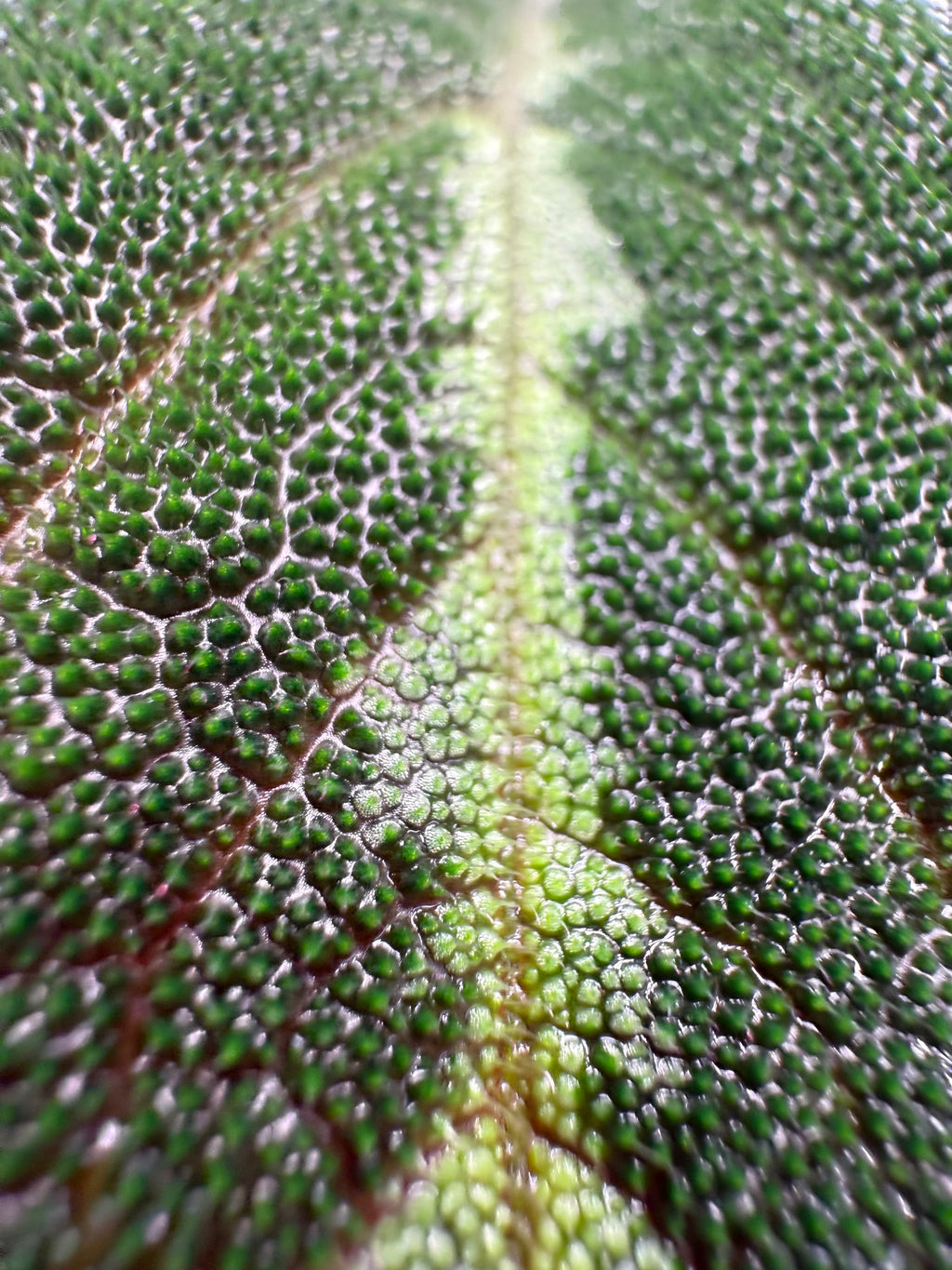 Begonia Imperialis (Silver Band)