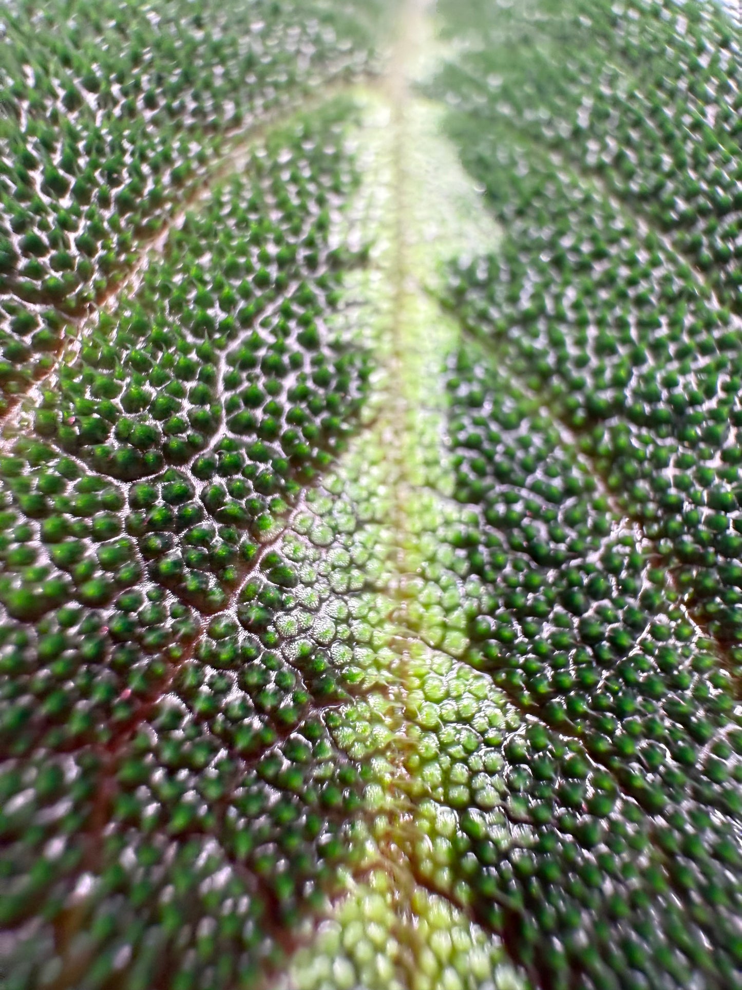 Begonia Imperialis (Silver Band)