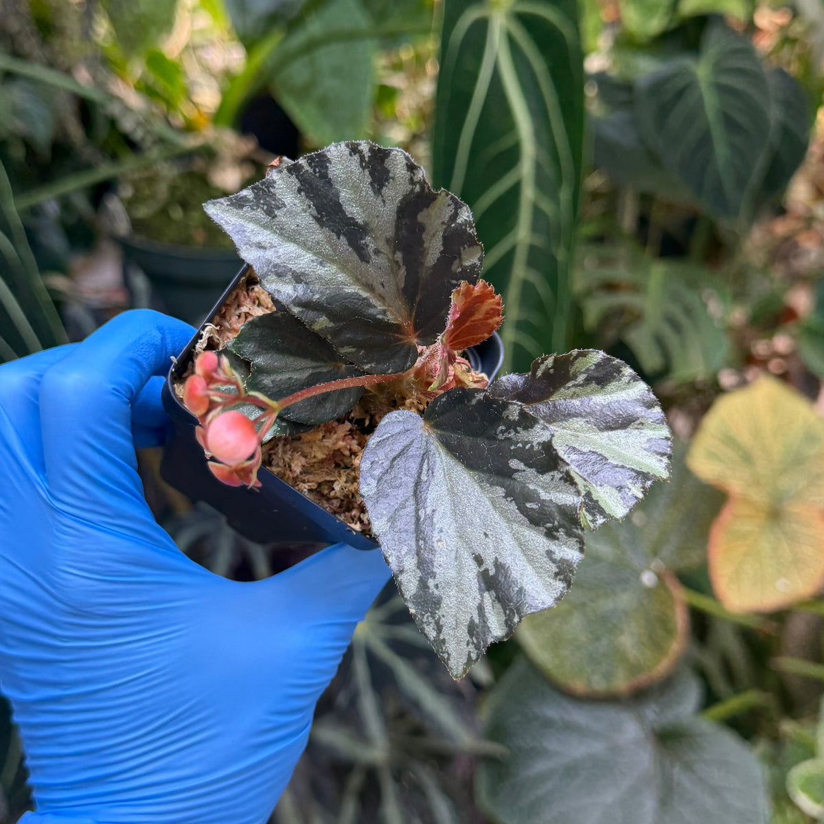 Begonia truncatifolia