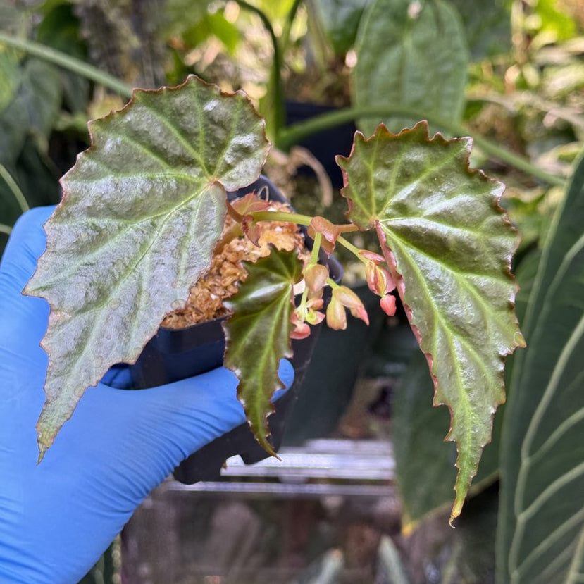 Begonia borneensis