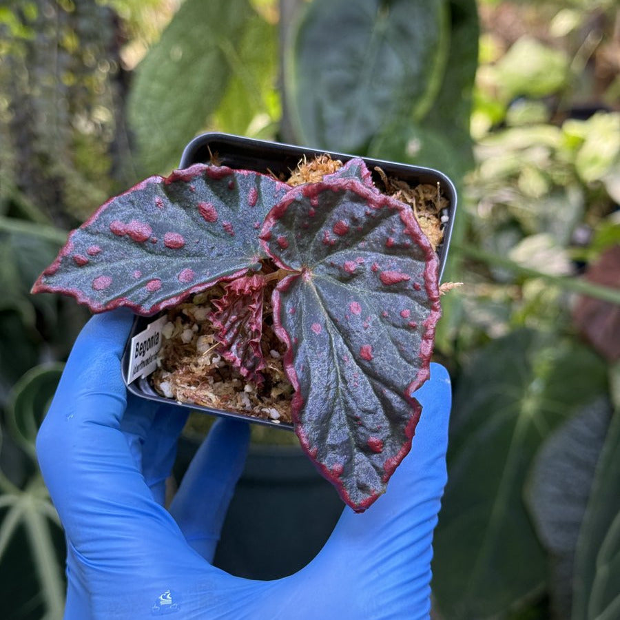 Begonia darthvaderiana x negrosensis