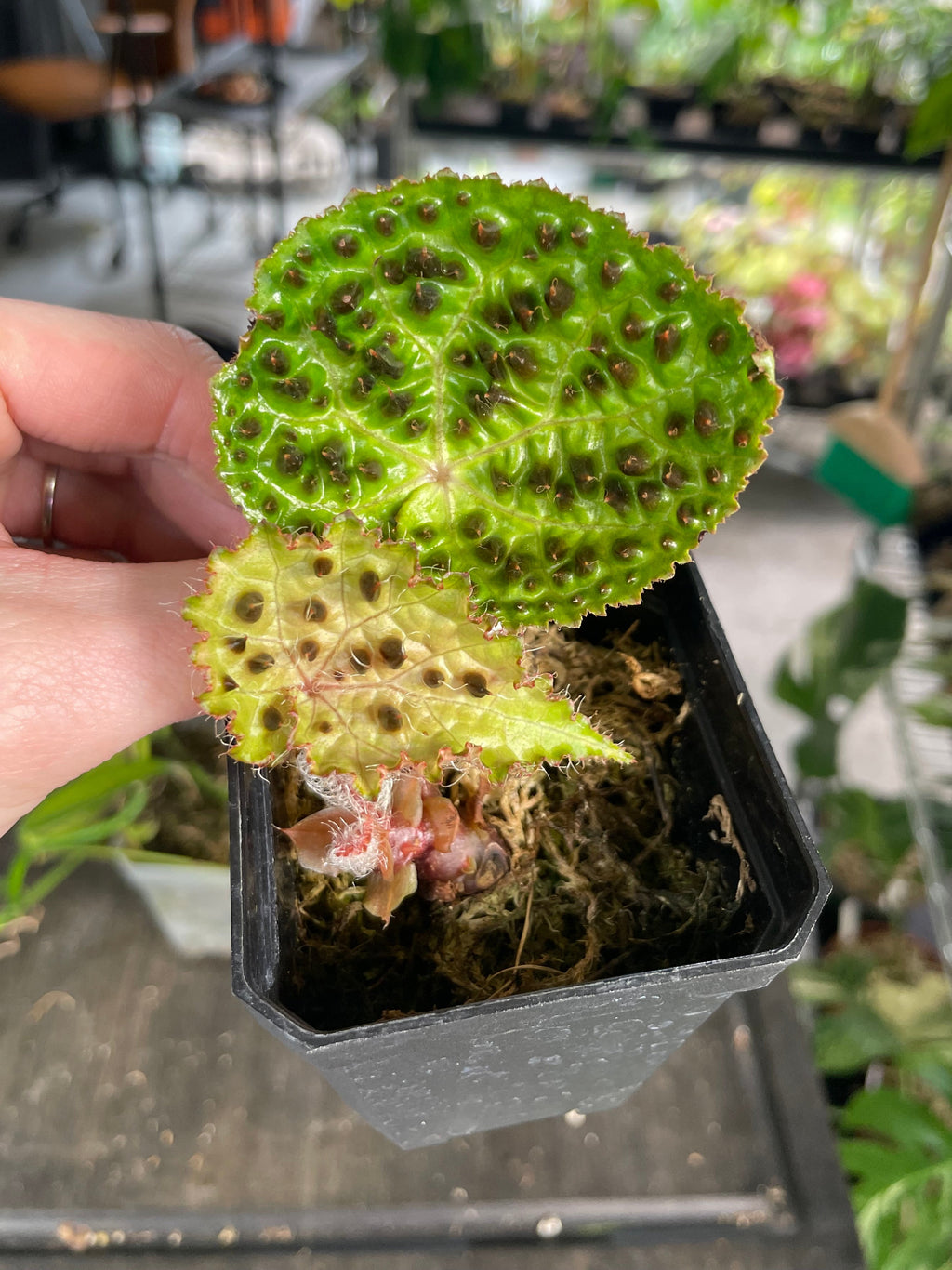 Begonia Melanobullata