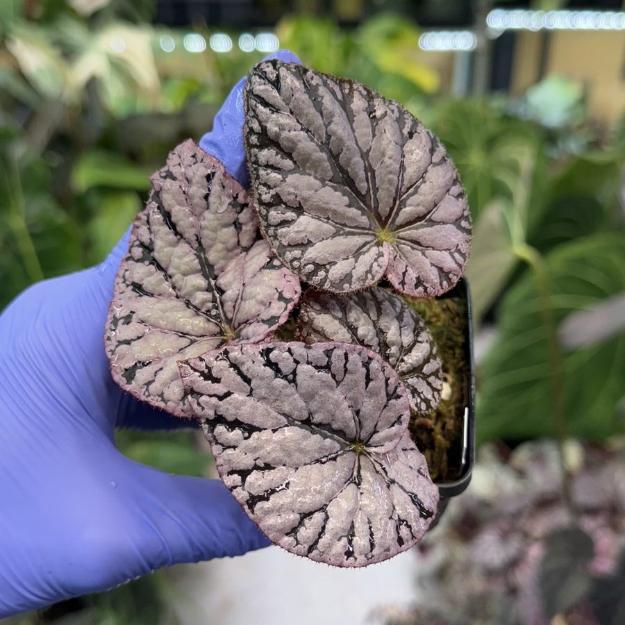 Begonia Silver Dollar