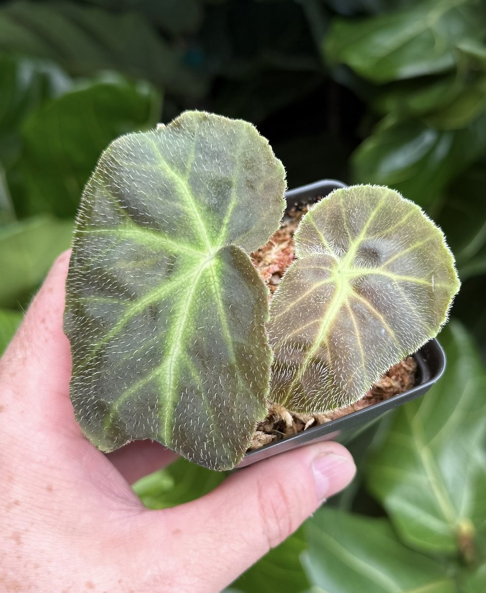 Begonia Caravan