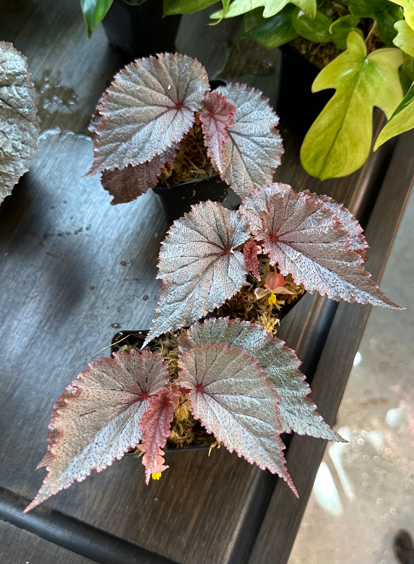 Begonia U549