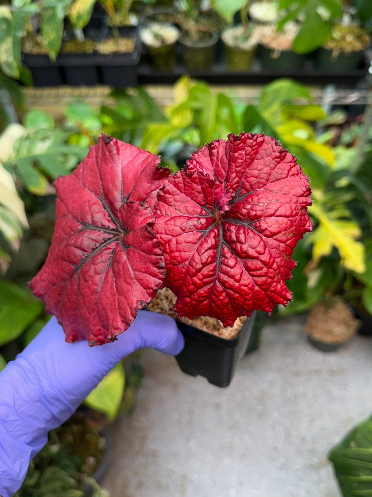 Begonia Jurassic Heartbeat