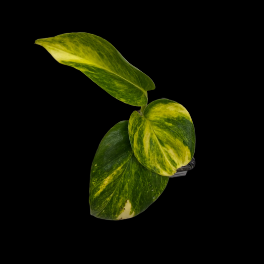 Epipremnum aureum Teruno 'Madonna' #31
