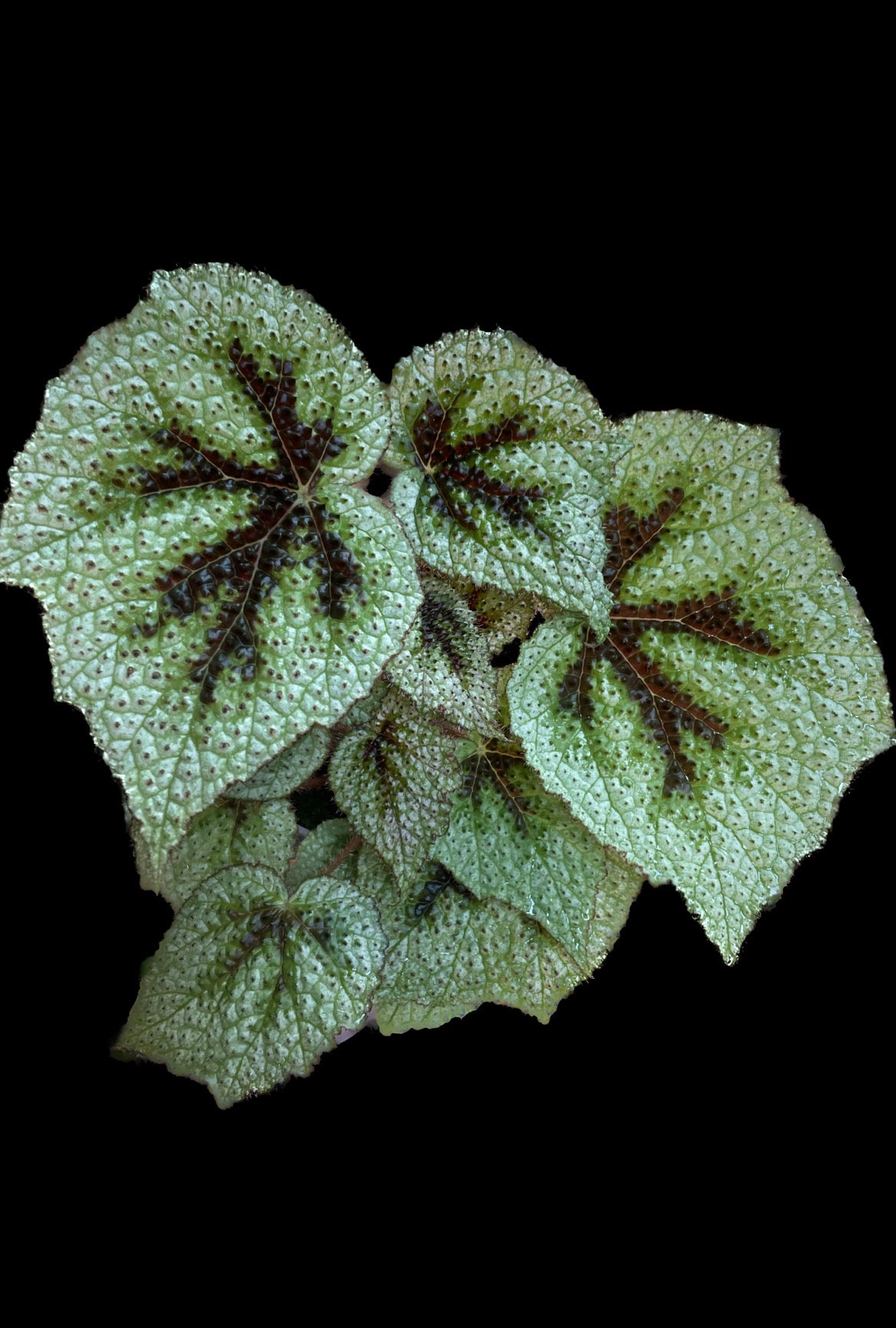 Begonia Masoniana Tricolor