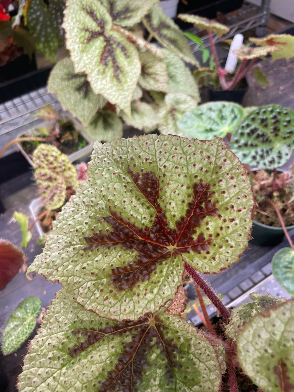 Begonia Masoniana Tricolor