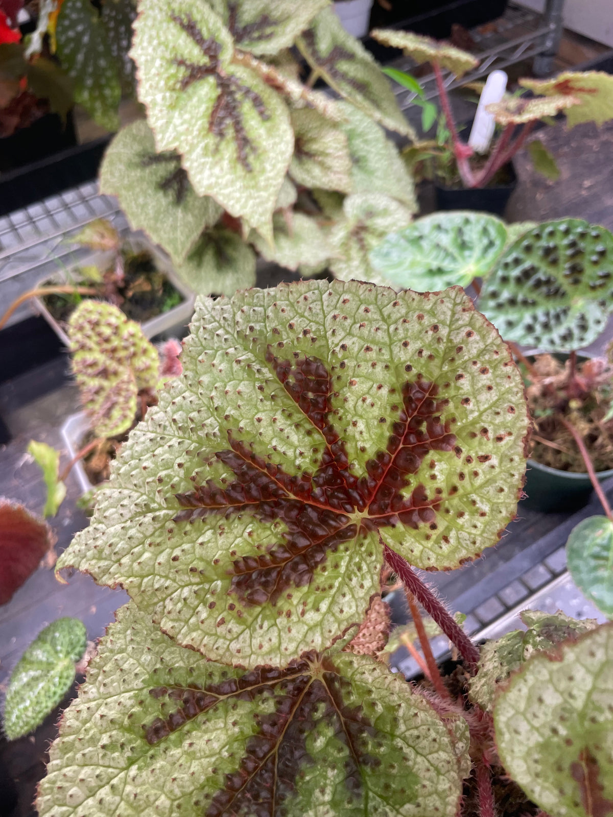 Begonia Masoniana Tricolor