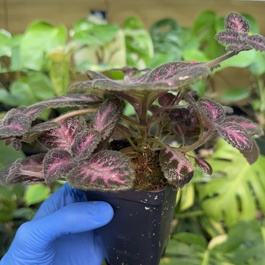 Episcia 'Winterberry'