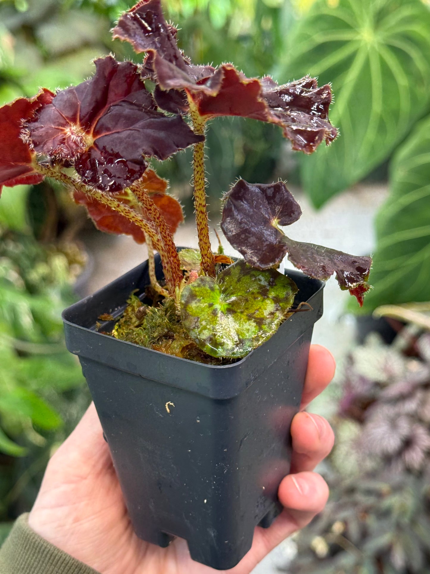 Begonia Angel Glow