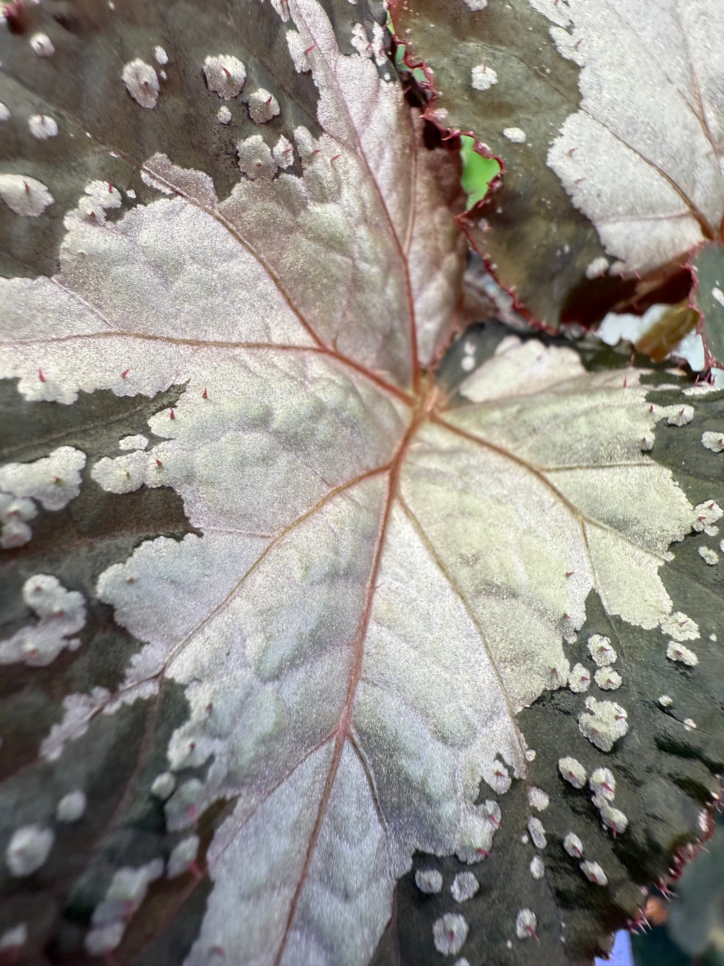 Begonia West Texas Blizzard