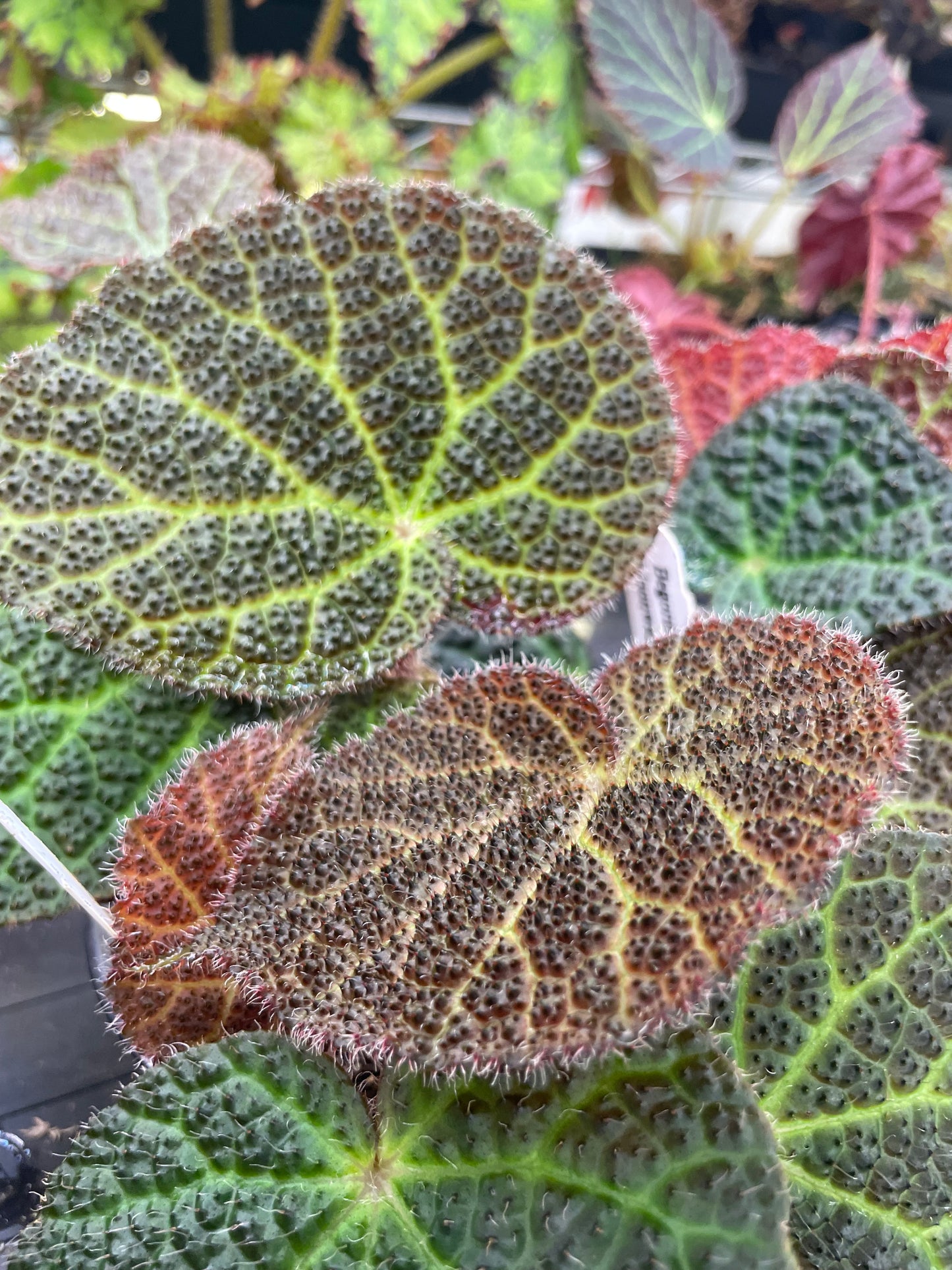 Begonia Moonwalk