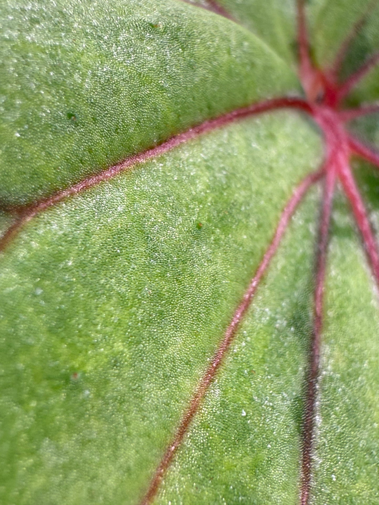 Begonia U038