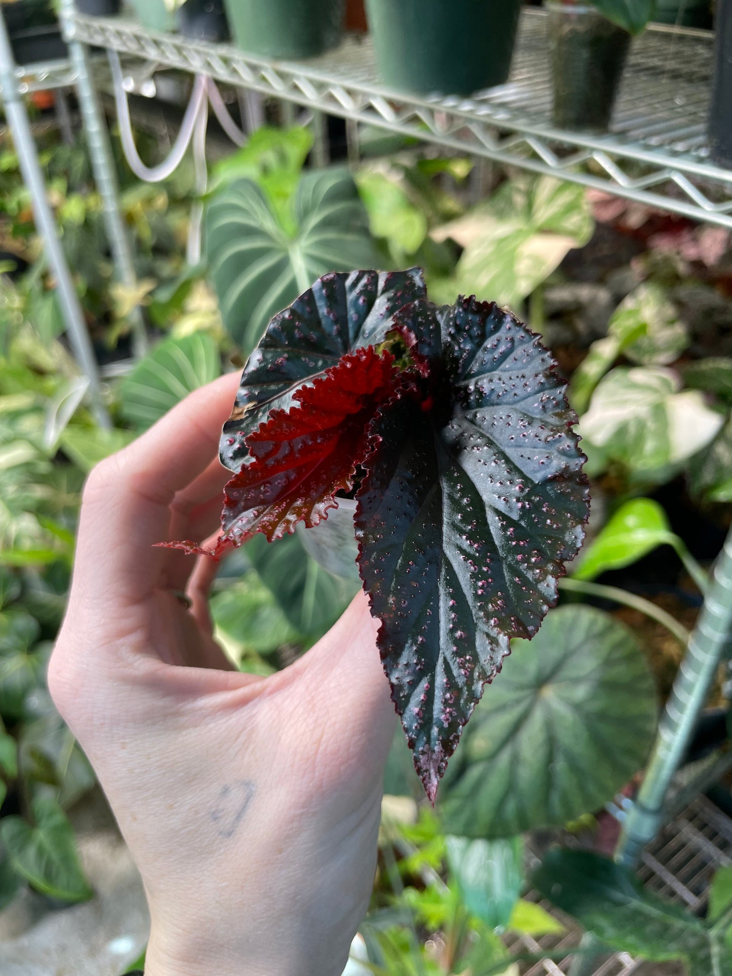 Begonia Arabian Sunset