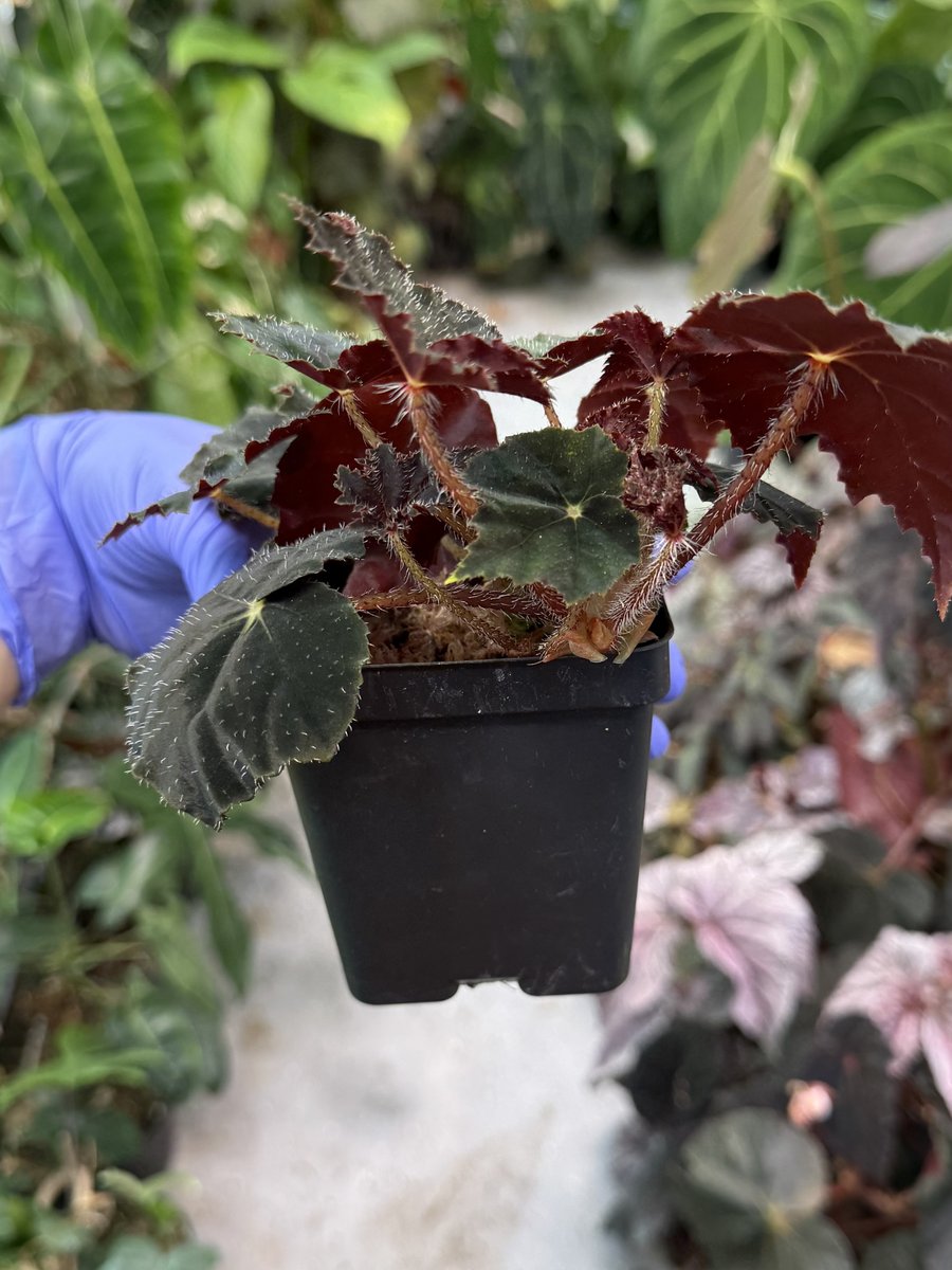 Begonia 'Black Velvet'
