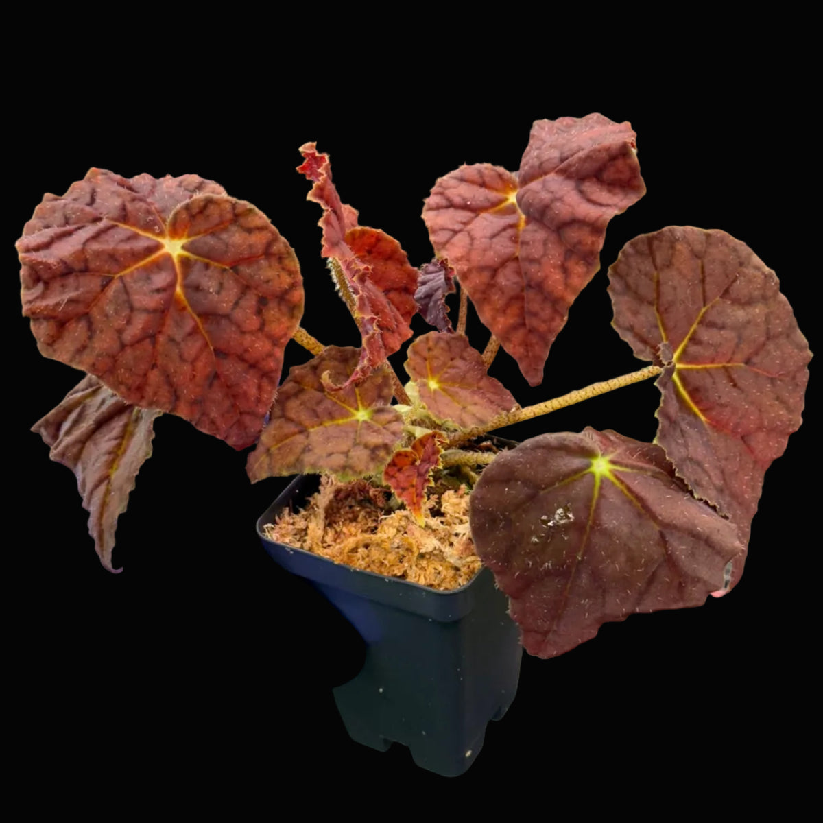 Begonia Autumn Ember