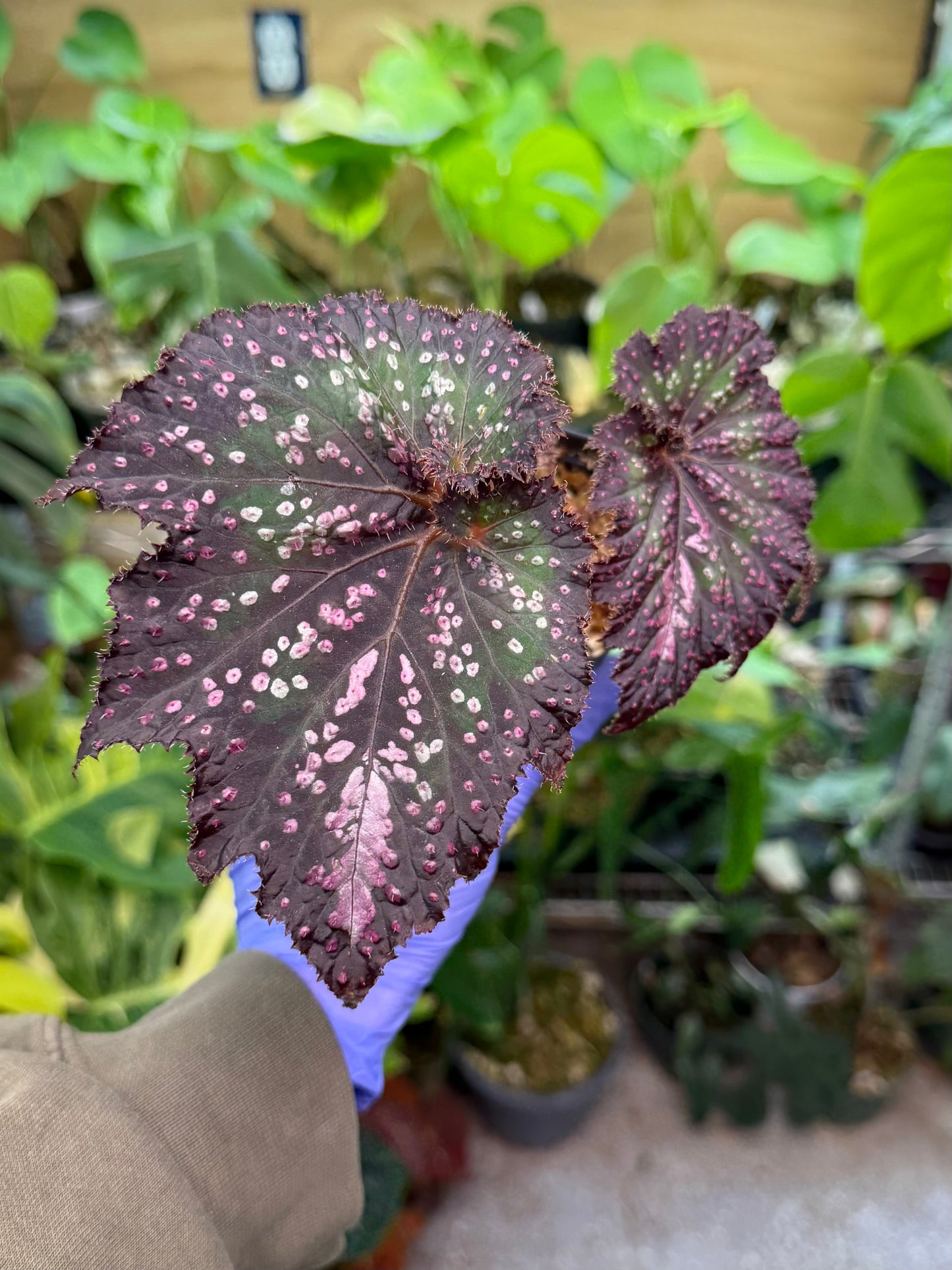 Begonia Confetti