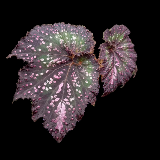 Begonia Confetti