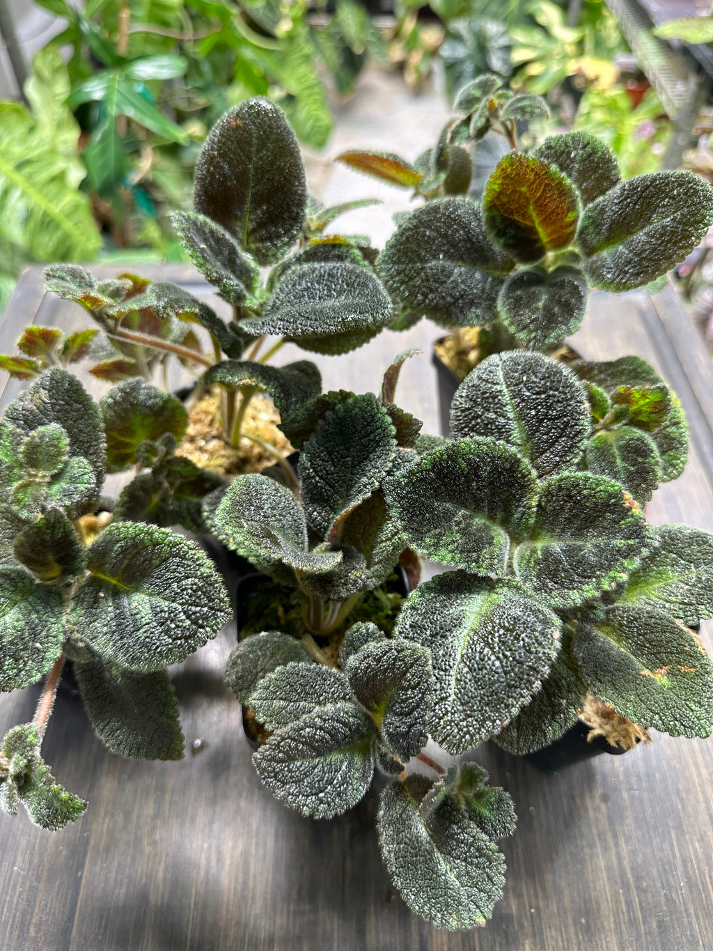 Episcia 'Emerald Velvet'