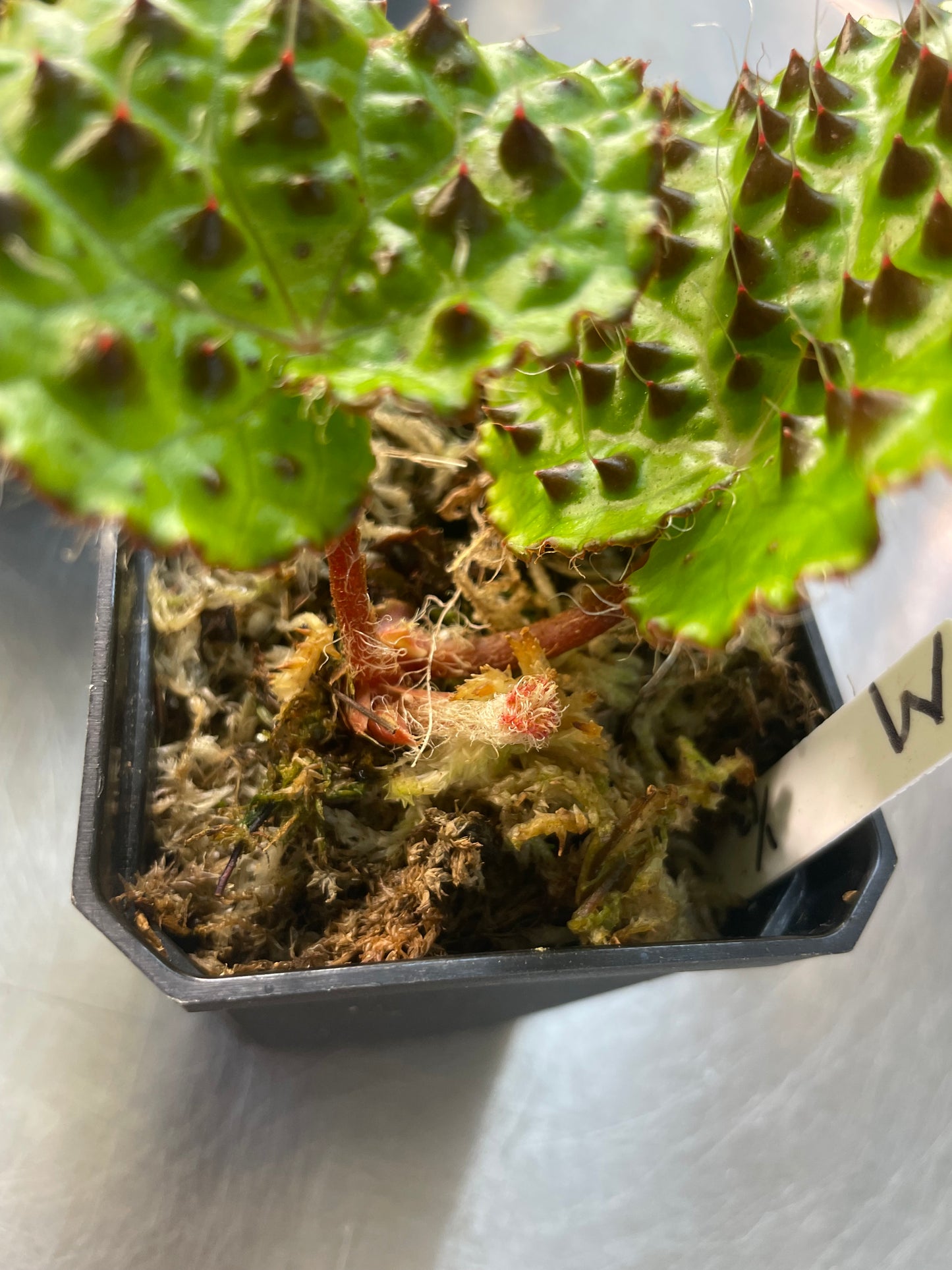 Begonia Melanobullata