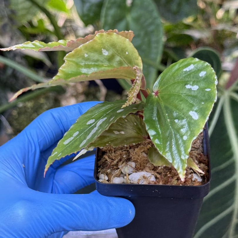 Begonia sp. Julau (Type 1)