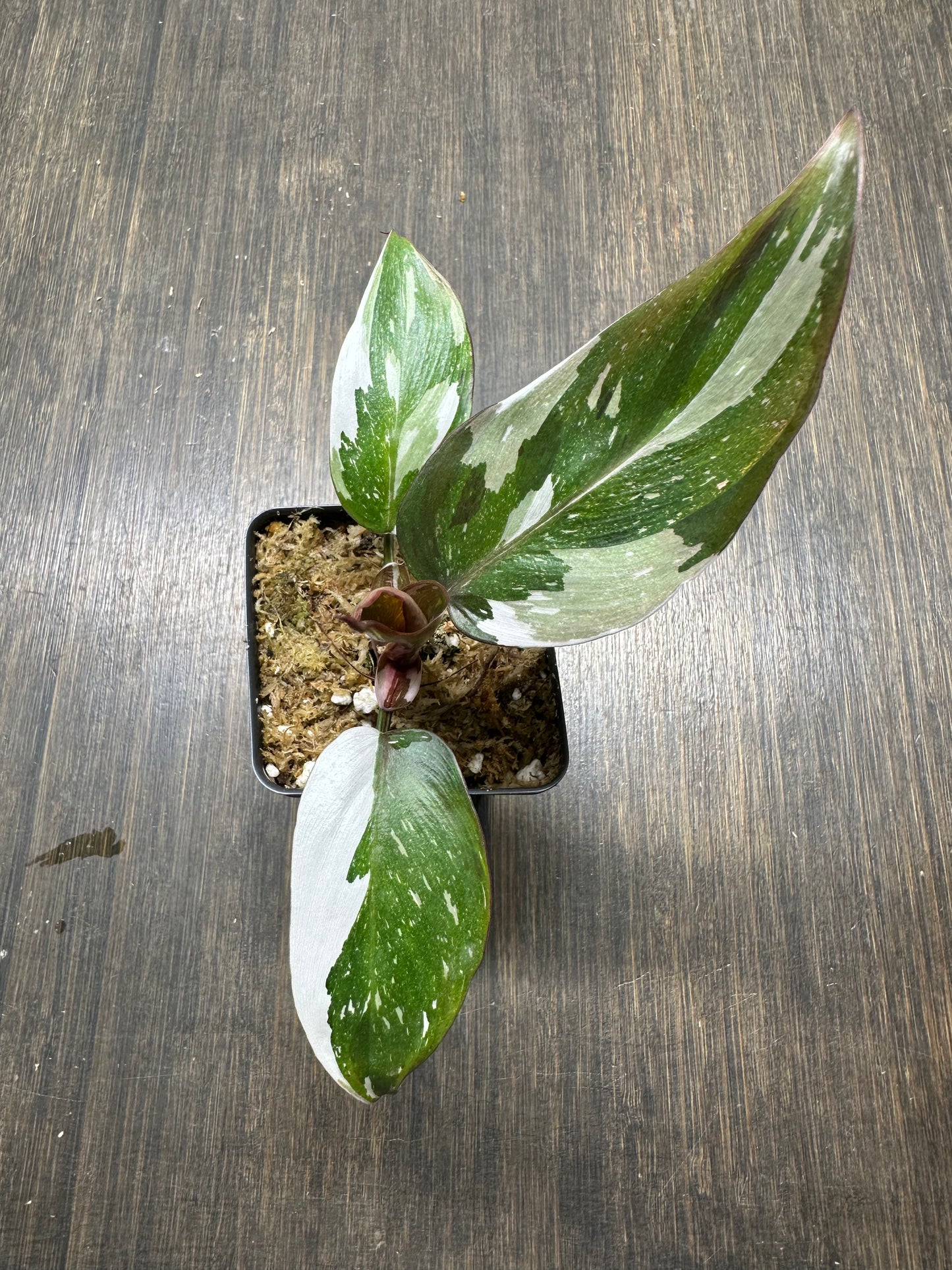 PURGE Philodendron Red Anderson