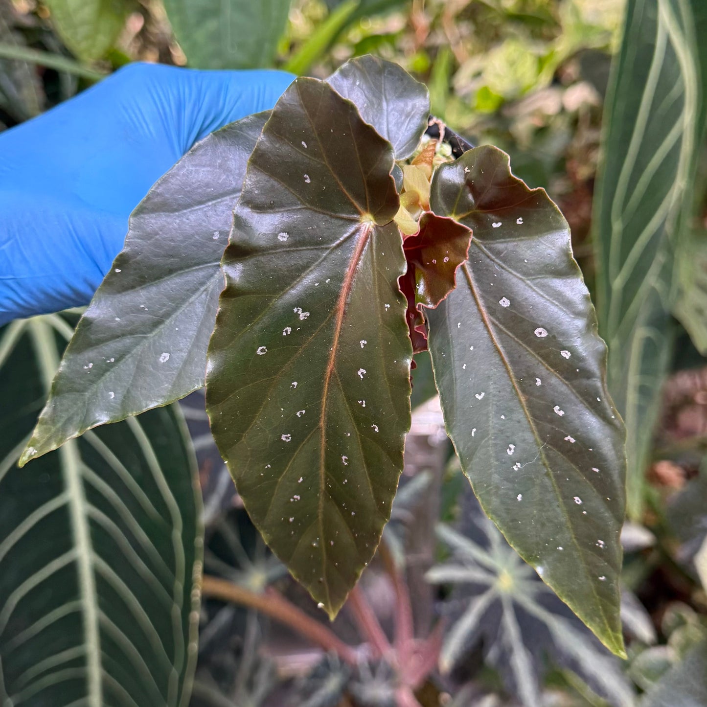 Begonia Torch