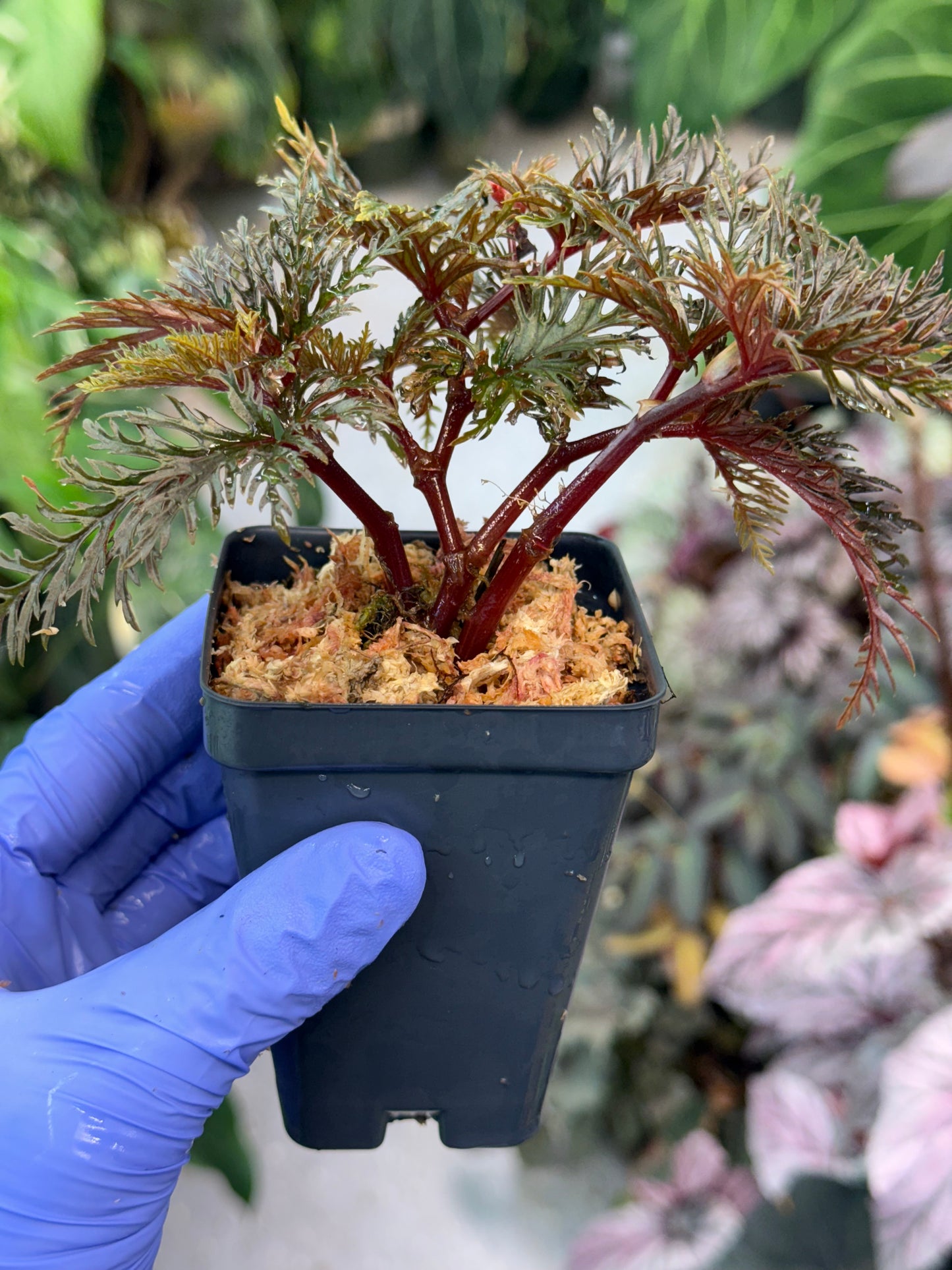 Begonia bipinnatifida
