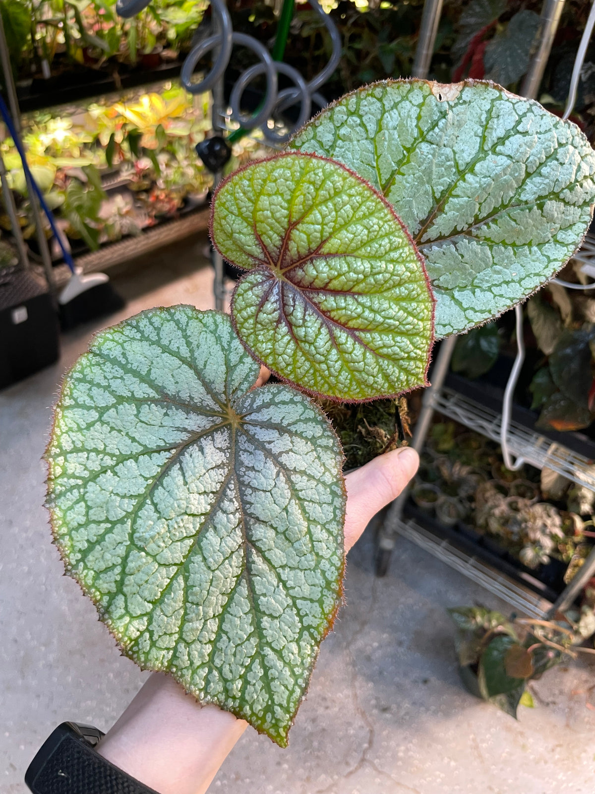 Begonia U309