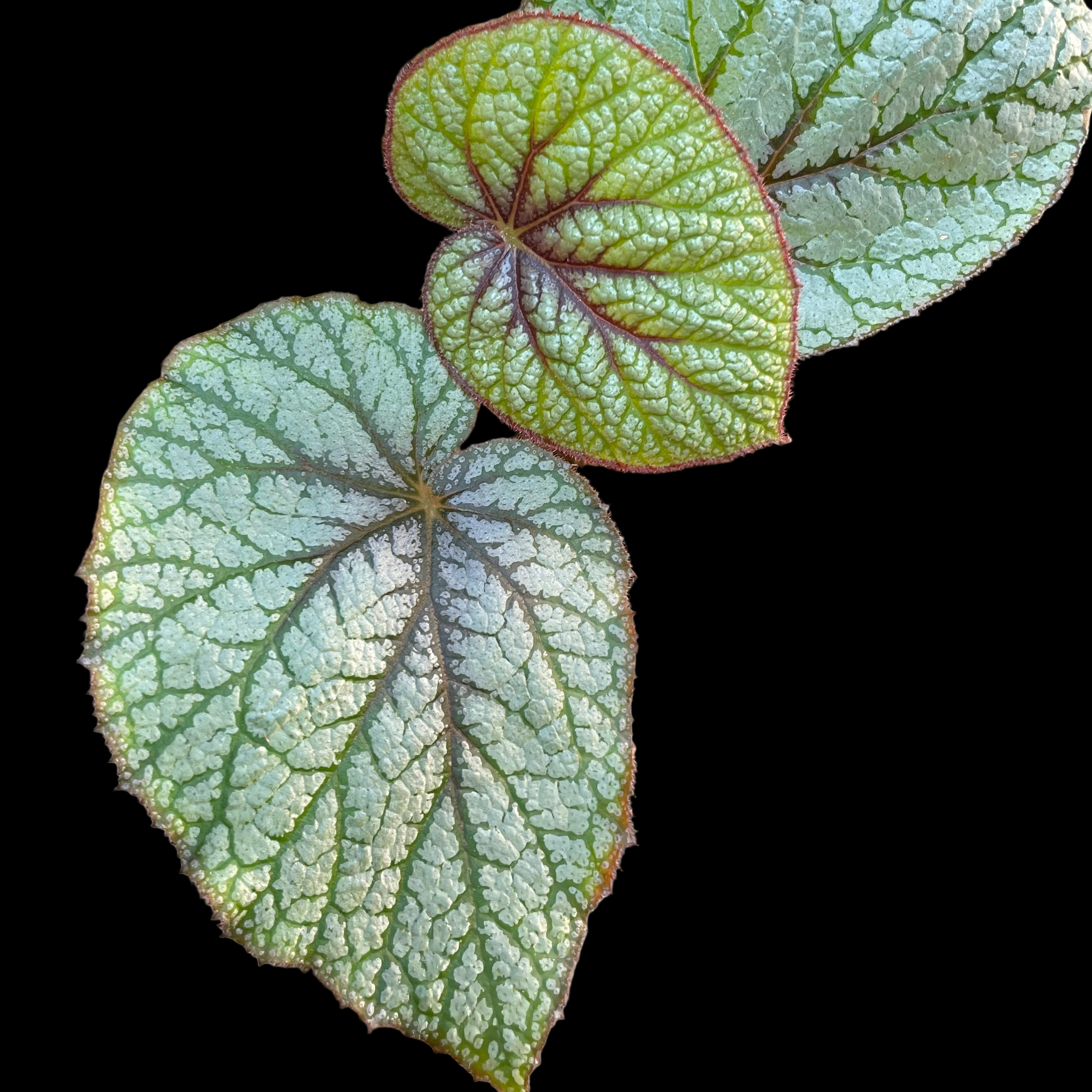 Begonia U501 begonia plant in pot