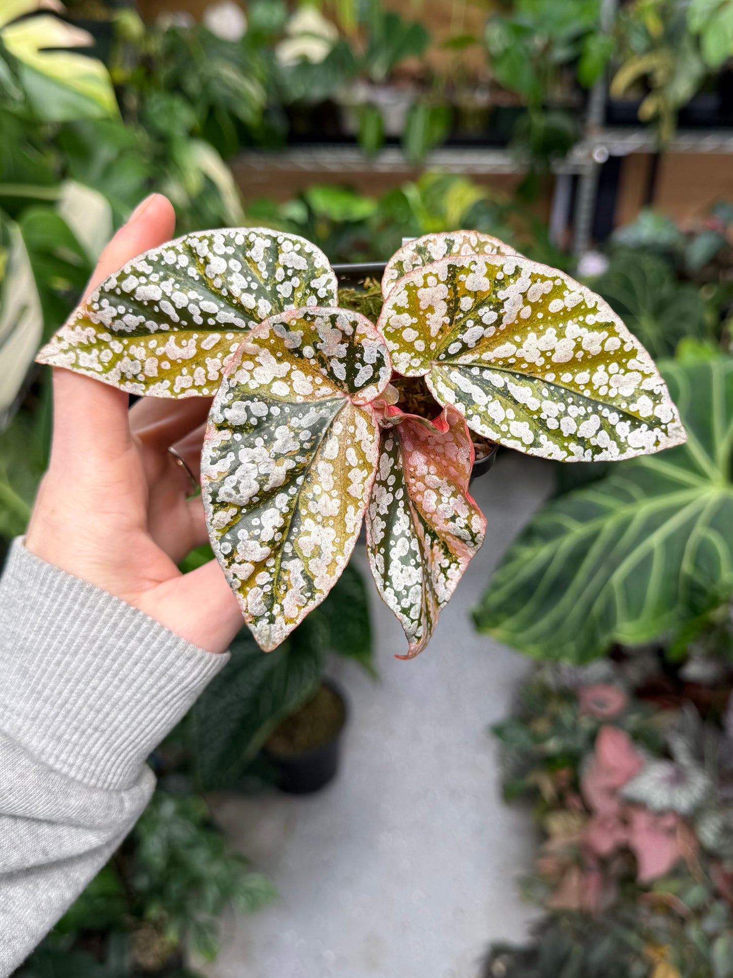 Begonia Variegated Snow Capped