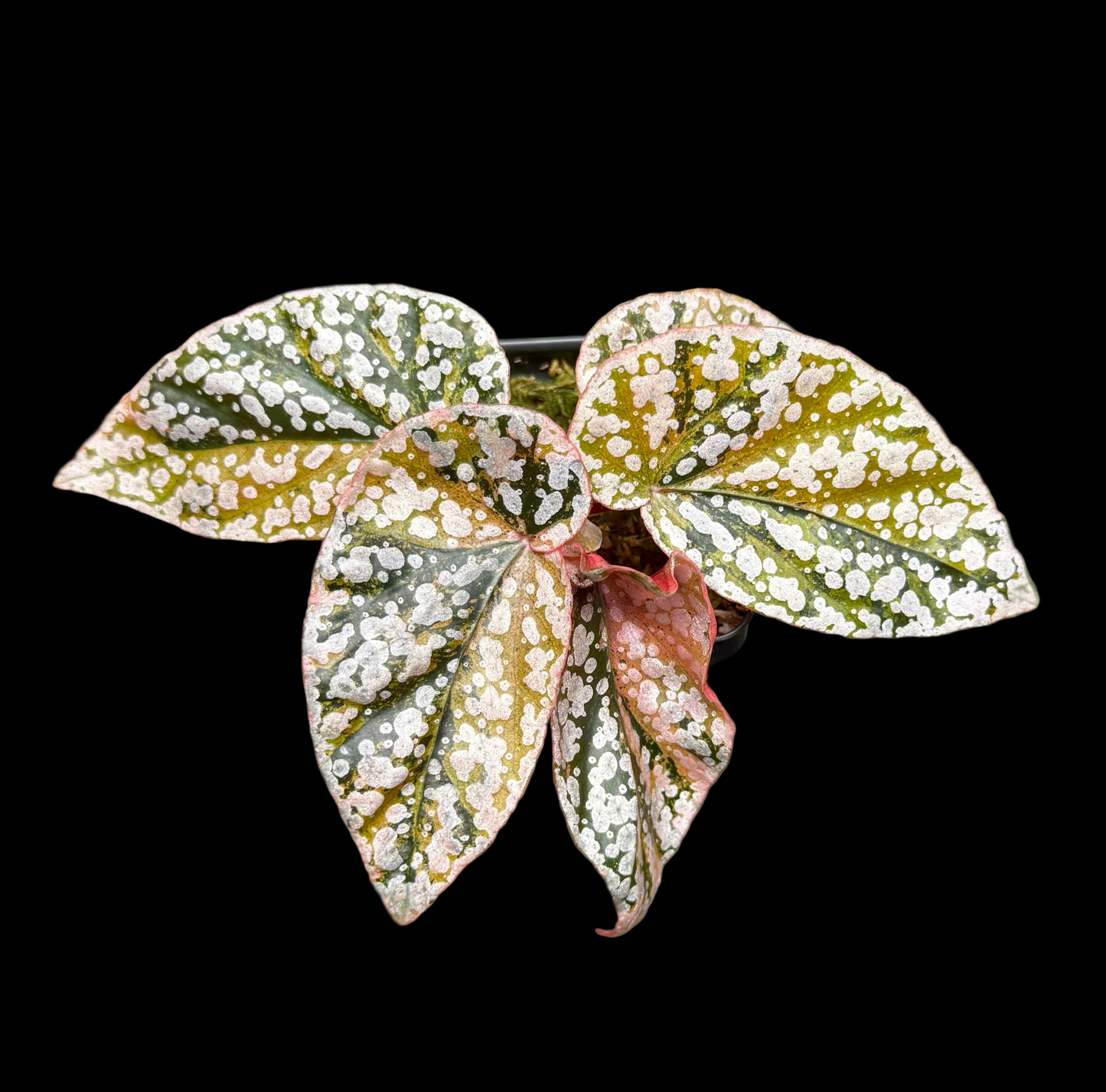 Begonia Variegated Snow Capped