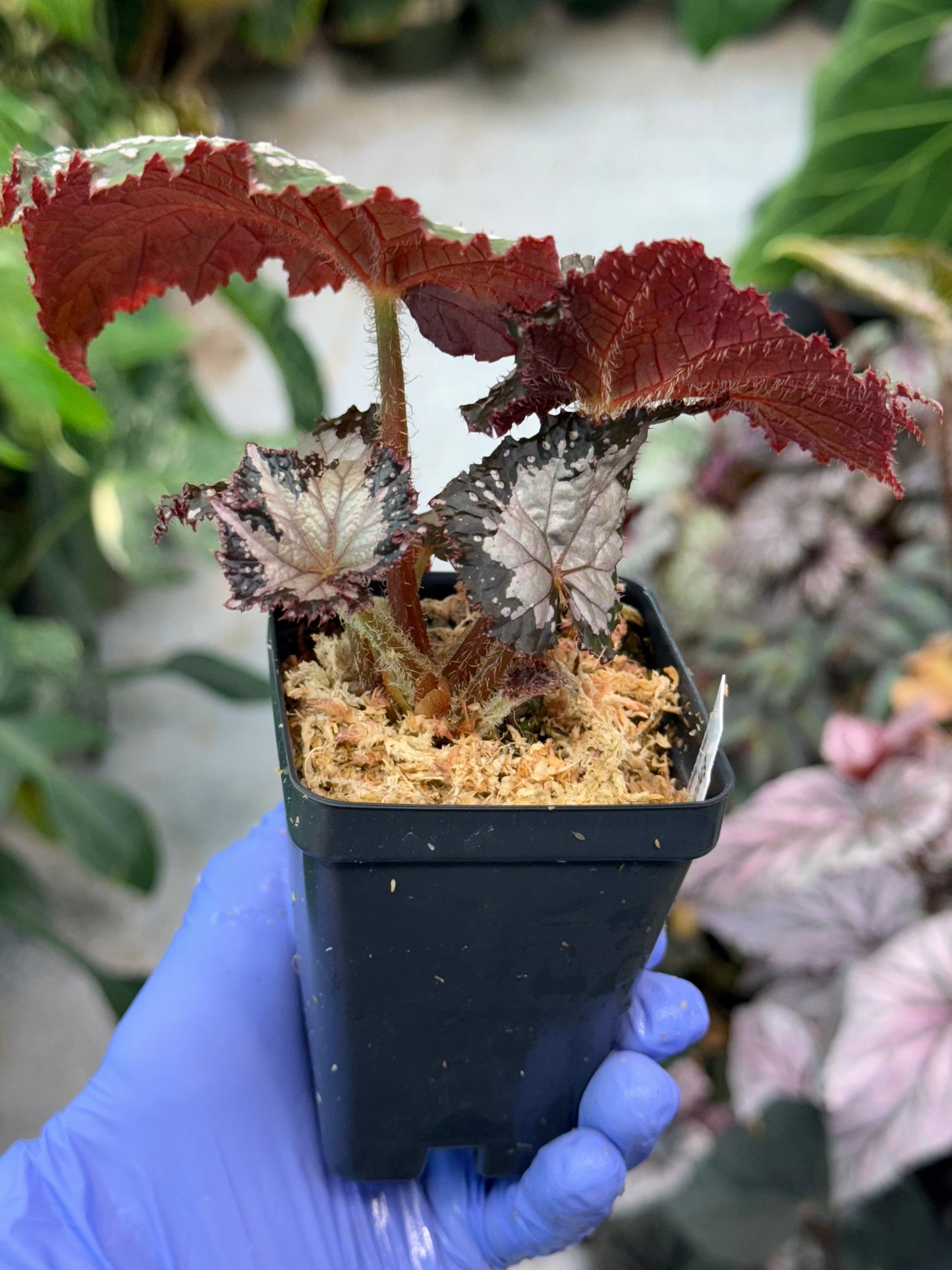 Begonia West Texas Blizzard