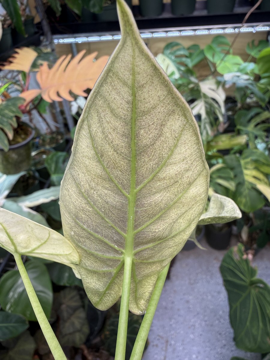 Alocasia 'Purple Haze' (Regal Shield Mint)