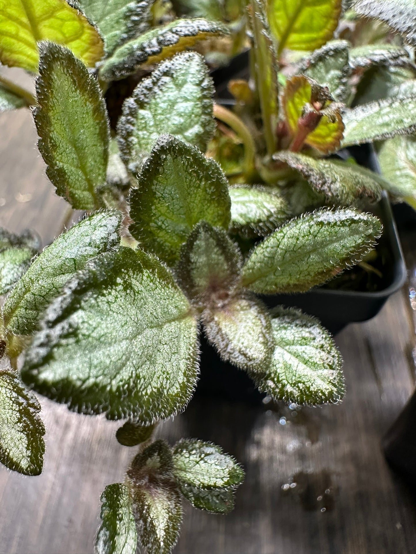 Episcia 'Silver Skies' Houseplant