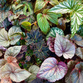 Begonia Bundle