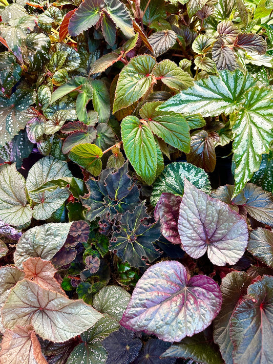 Begonia Bundle