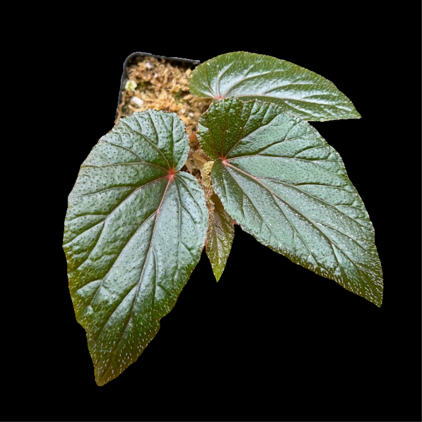 Begonia Serenity