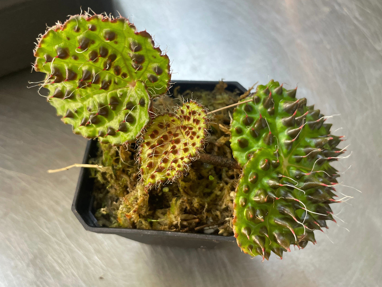 Begonia Melanobullata