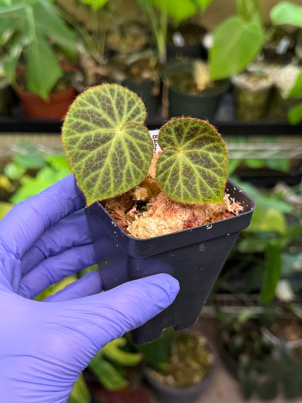 Begonia klemmei